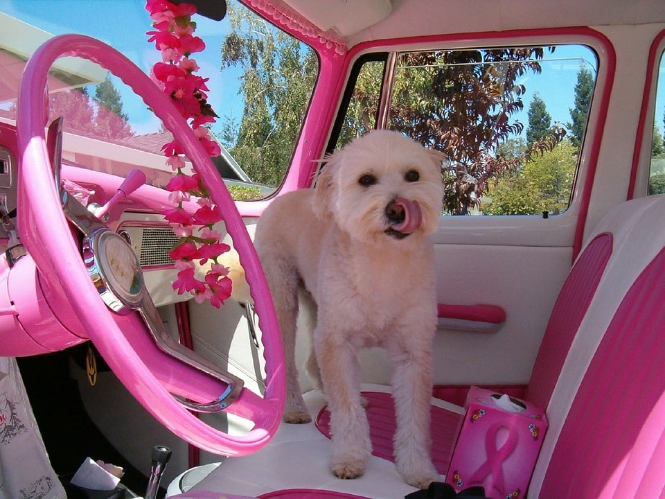 Intérieur de voiture rose customisé par une amatrice de tuning