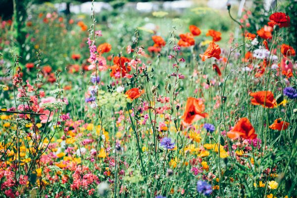 5 fleurs de Bach