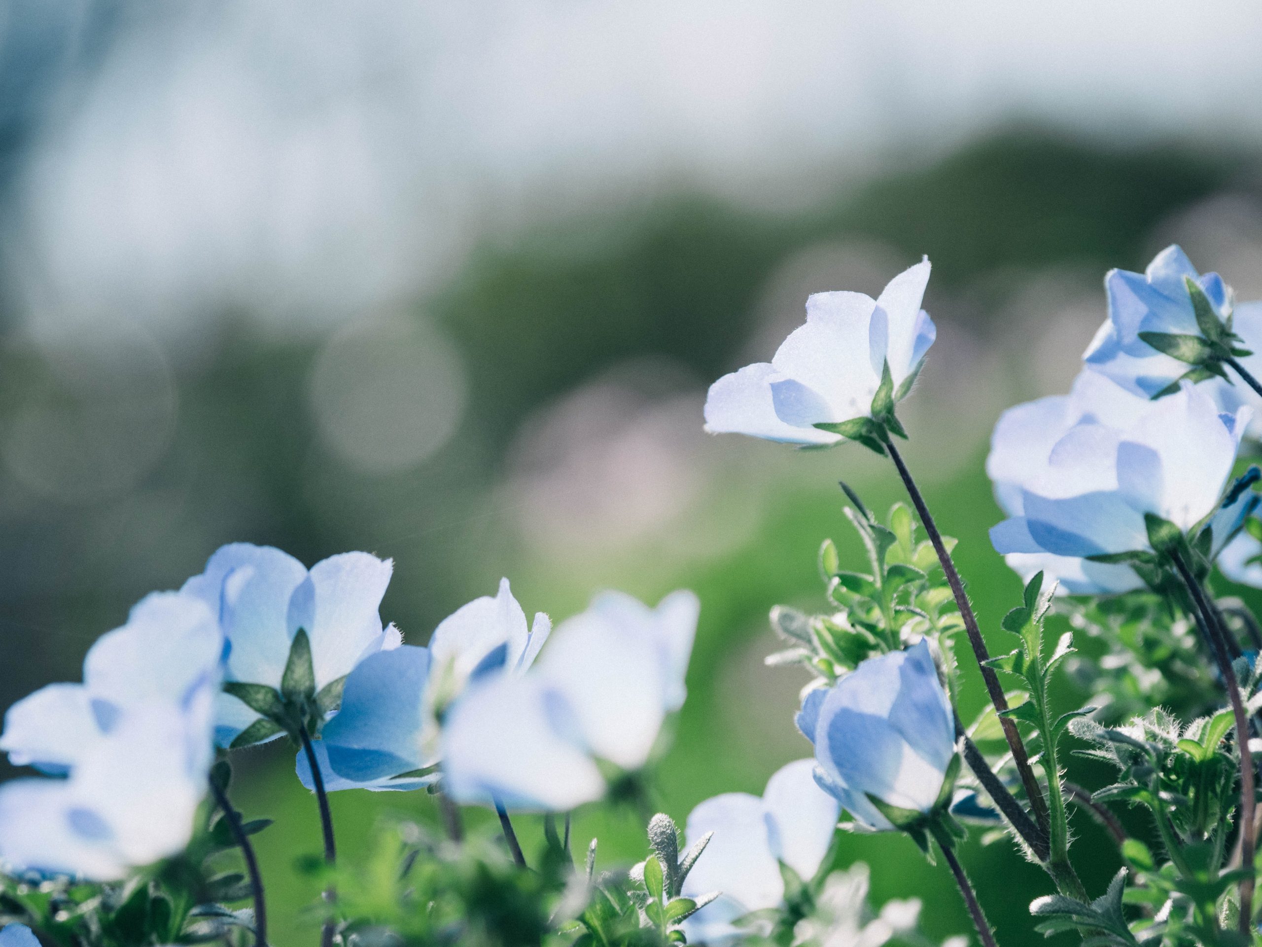 Fleurs de Bach à connaître