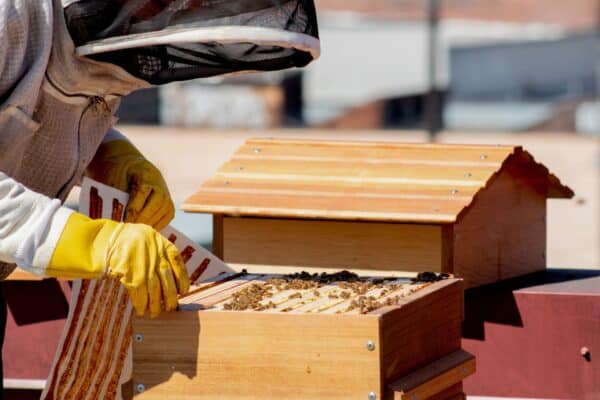 équipement apiculteur