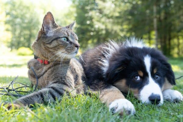 tarif assurance animal compagnie
